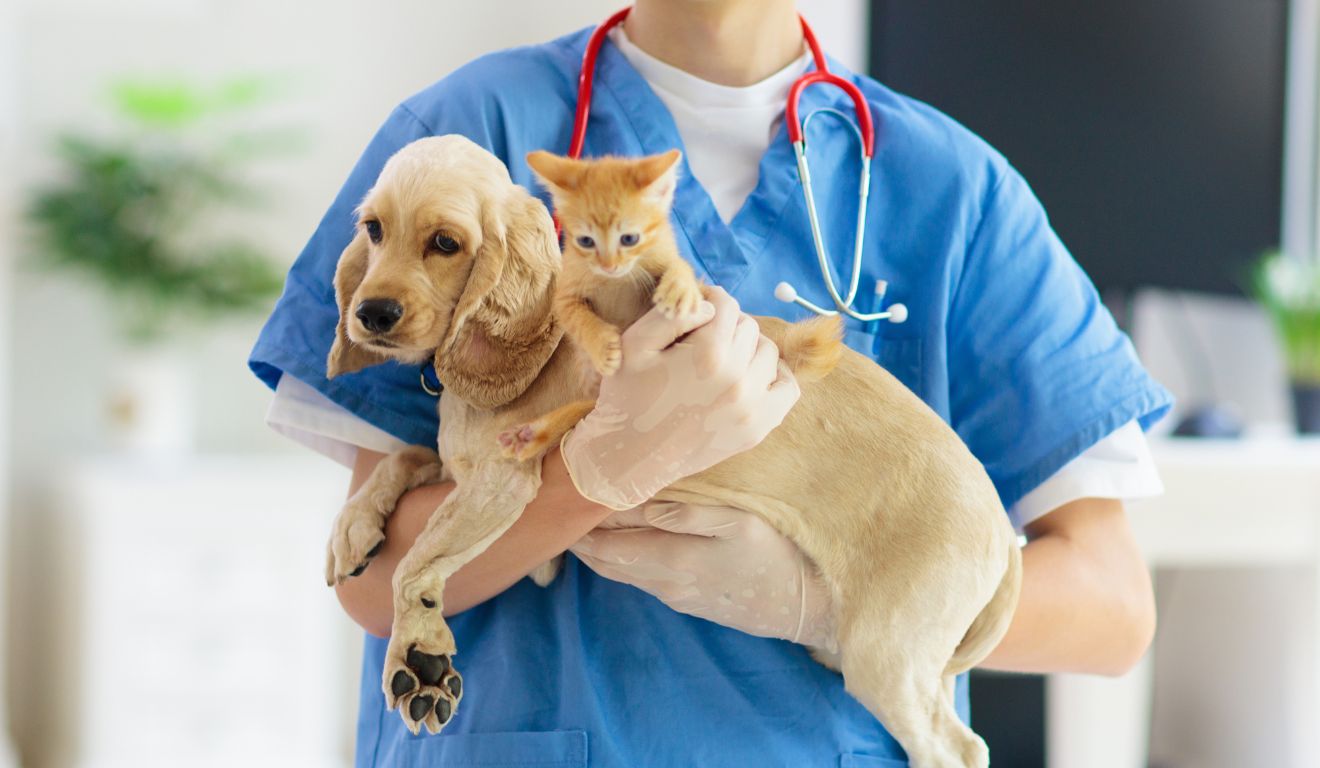 Cão e gato no veterinário