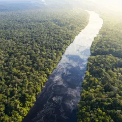 Mais investimentos para a inovação na região amazônica | Foto: Canva