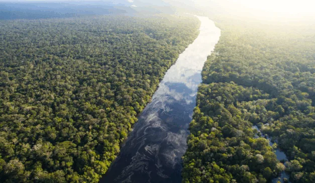 Mais investimentos para a inovação na região amazônica | Foto: Canva