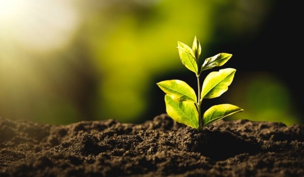 Sustentabilidade | Foto: Canva