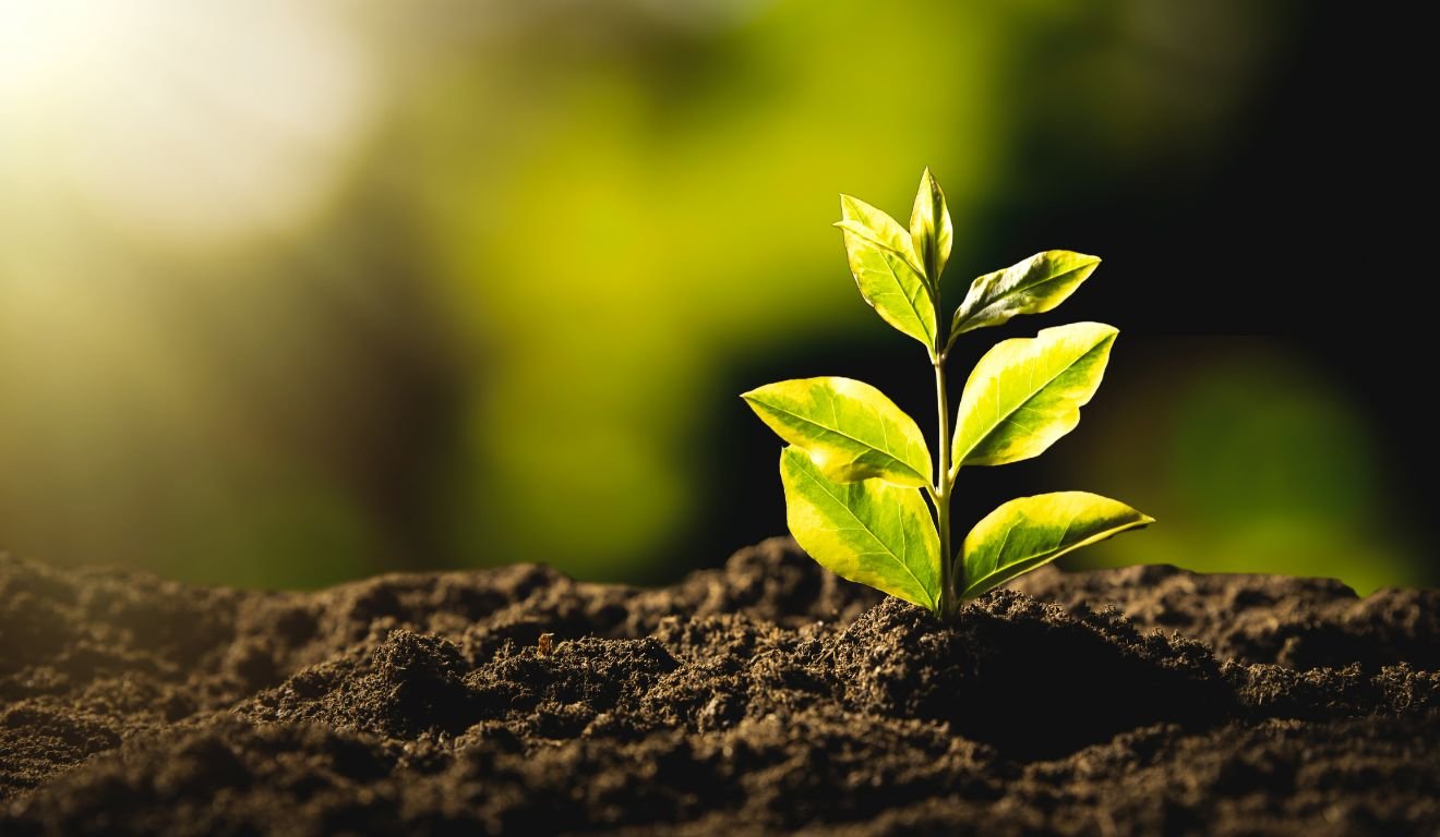 Sustentabilidade | Foto: Canva