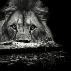 Com mudança na legislação, leão da Receita está de olho nos dividendos | Foto: Canva