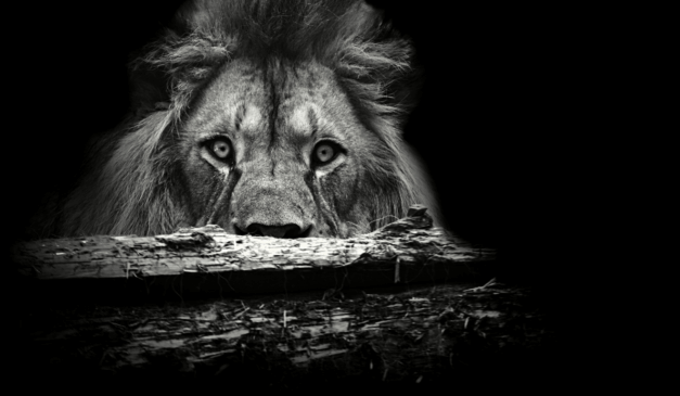 Com mudança na legislação, leão da Receita está de olho nos dividendos | Foto: Canva