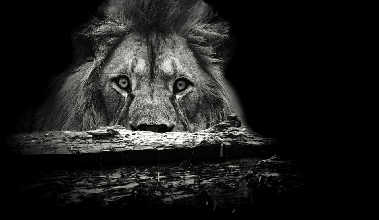 Com mudança na legislação, leão da Receita está de olho nos dividendos | Foto: Canva